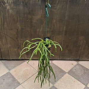 ϗtAFtyWA@Ji[^*4݂ Huperzia