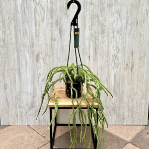 ϗtAFtyWA@Ji[^ u[XJC*4݂ Huperzia