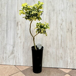 ϗtAFVFt@WFj[l*v|bg tzR