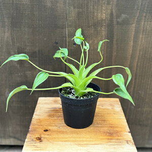 �ϗt�A���F�A���J�V�A �^�C�j�[�_���T�[*3.5�� �v���|�b�g Alocasia Tiny Dancer