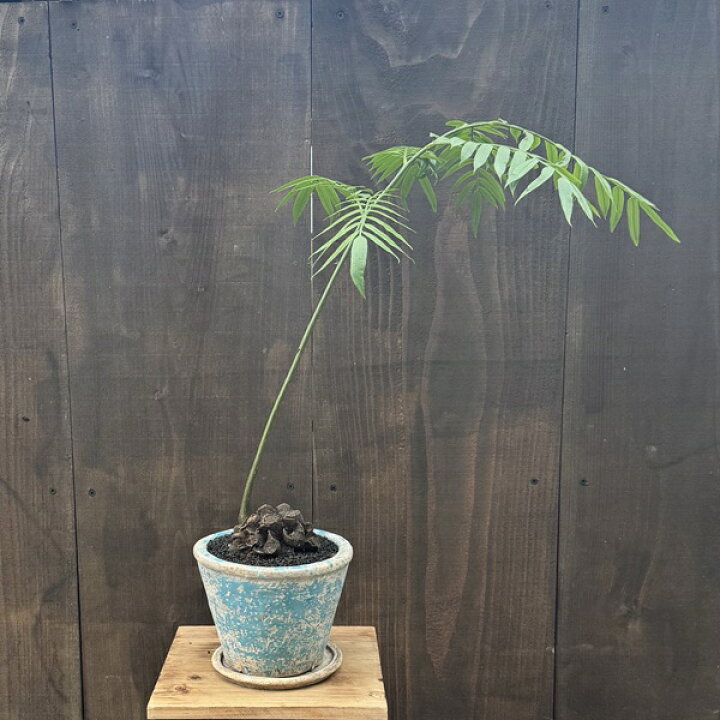 楽天市場】観葉植物 鉢色選べます：リュウビンタイ 鉢植え*受皿付 シダ 