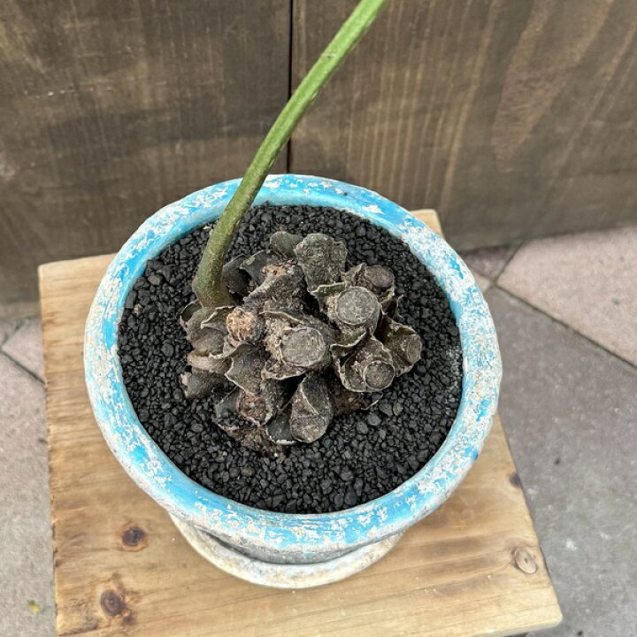 楽天市場】観葉植物 鉢色選べます：リュウビンタイ 鉢植え*受皿付 シダ 