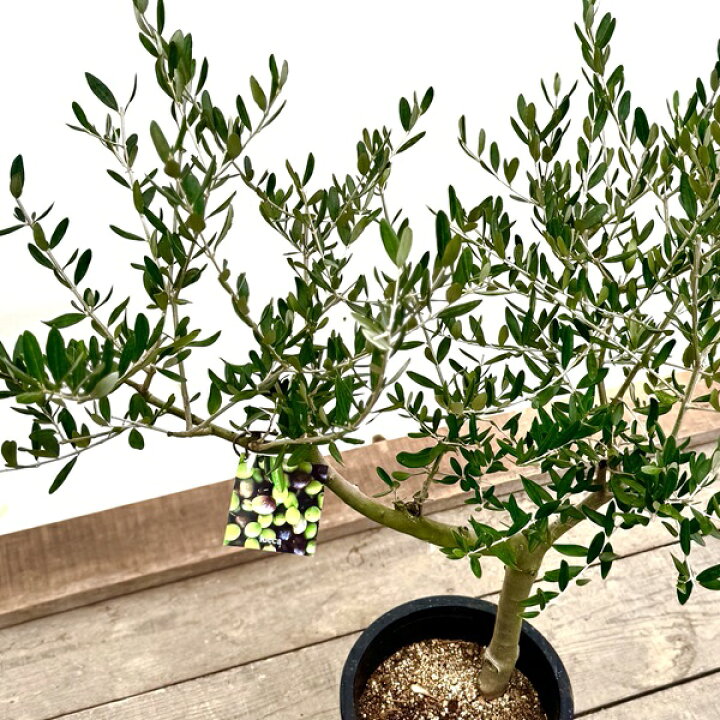 楽天市場】おしゃれ 観葉植物：オリーブの木 ルッカ 8号*現品1番 SOUJU 