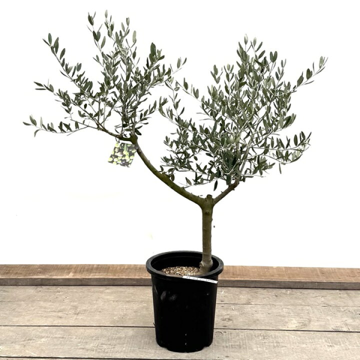 楽天市場】おしゃれ 観葉植物：オリーブの木 ルッカ 8号*現品1番 SOUJU 