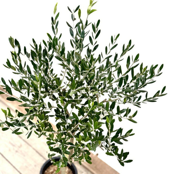 楽天市場】おしゃれ 観葉植物：オリーブの木 ルッカ 8号*現品2番 SOUJU 