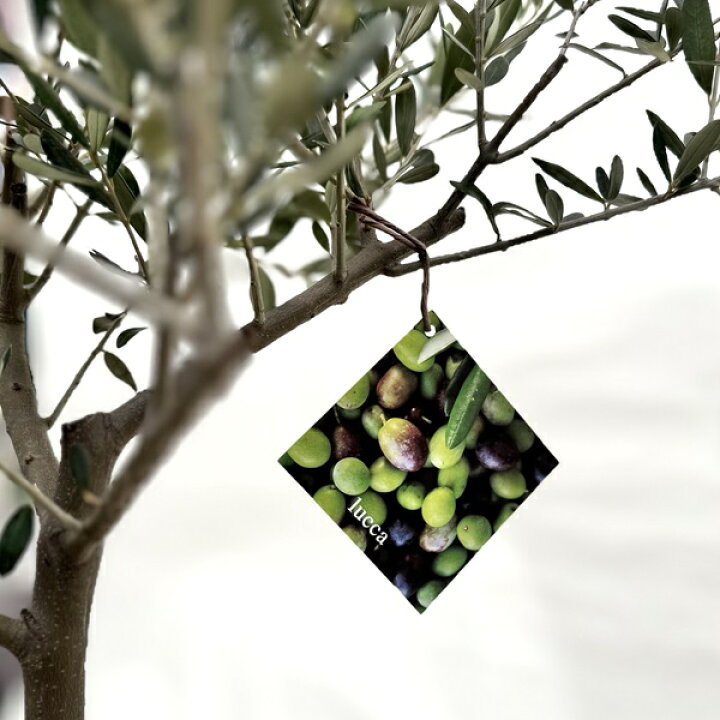 楽天市場】おしゃれ 観葉植物：オリーブの木 ルッカ 8号*現品2番 SOUJU 
