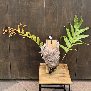 V_A ϗtAFhiA NGVtHA*t