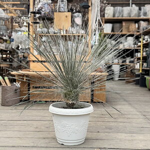 観葉植物 ユッカ 大型」の人気商品一覧 | 安い商品を通販サイトから 