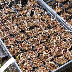 �c�F�R���݂��i�ȁE�O�N���j* ���}���~�W