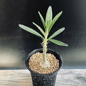 R[fbNXFpL|fBE TL^*S@򍪕2.5cm@ԏ