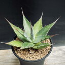 多肉植物：アガベ　モンタナ*幅11cm