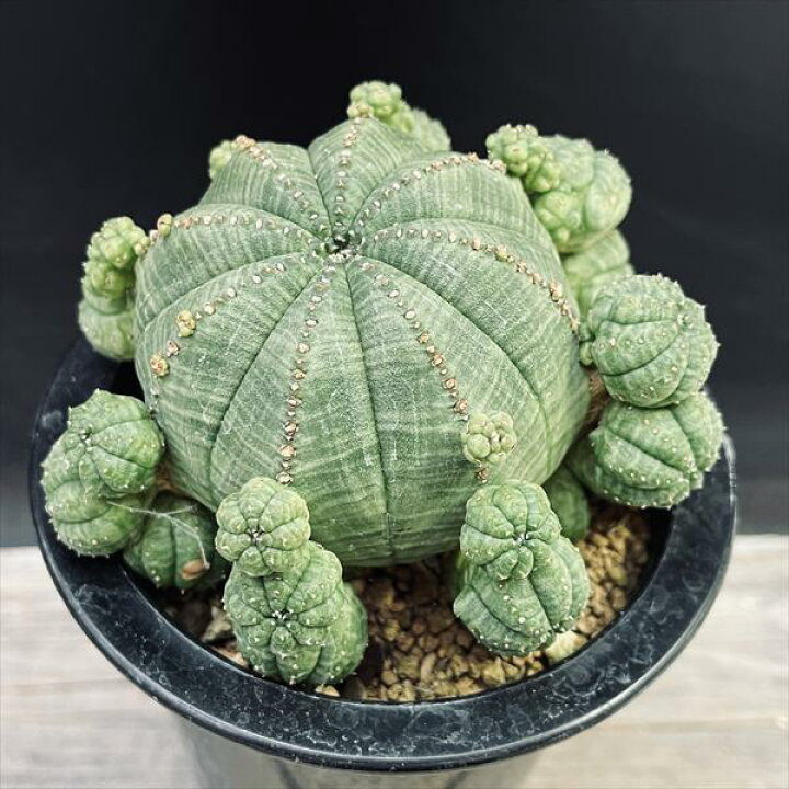 楽天市場】☆特価☆多肉植物：ユーフォルビア 子吹きシンメトリカ*幅