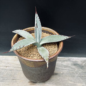 AFAKx p[ 픫*13cm@iIi