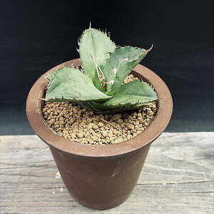 AFAKx IeC@픫*8cm@iIi