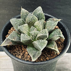 �����A���F�n�I���`�A �ъI*��6cm