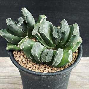 AFnI`A@ʐ@Ɣ*5cm@iIi