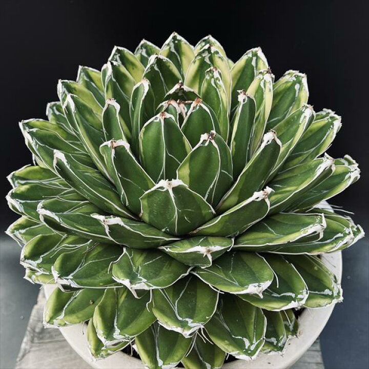 楽天市場】多肉植物：アガベ 輝山（きざん）特大サイズ*幅30cm 現品 