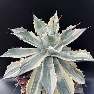 AFAKx@{_с@xVtFeB@Ȕ*40cm@iIi