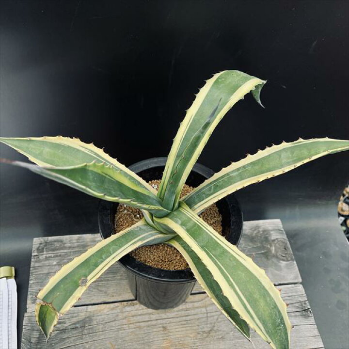 楽天市場】多肉植物：アガベ サルミアナ バターフィンガーズ*幅40cm 