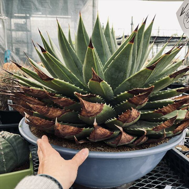 楽天市場】多肉植物：アロエ ポリフィラ*幅58cm 現品！一品限り 