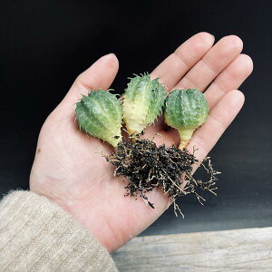 AF[tHrA o_@c@3Zbg*2.5cm