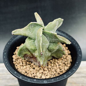 T{eFaPʁiۂ傭jXg*6cm@ԏ@iIi