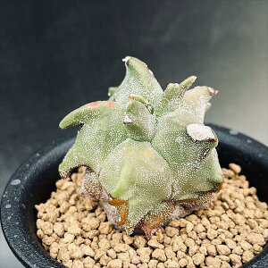 T{eFaPʁiۂ傭jXg*5cm@ԏ@iIi