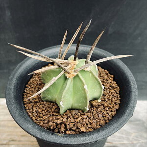 T{eFAXgtBc P*5cm@iIi@ԏ