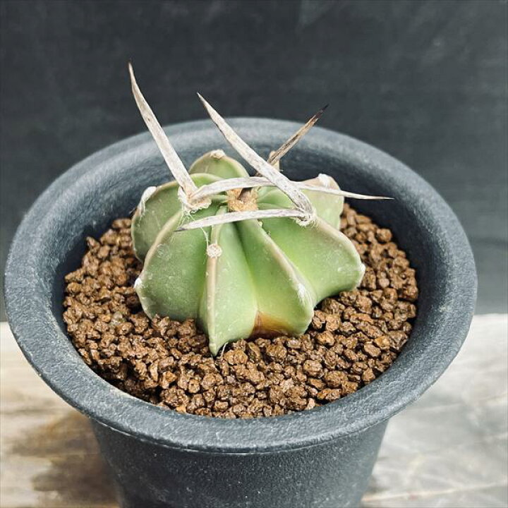 楽天市場】サボテン：アストロフィツム 水牛大鳳玉*幅4cm 現品！一品  