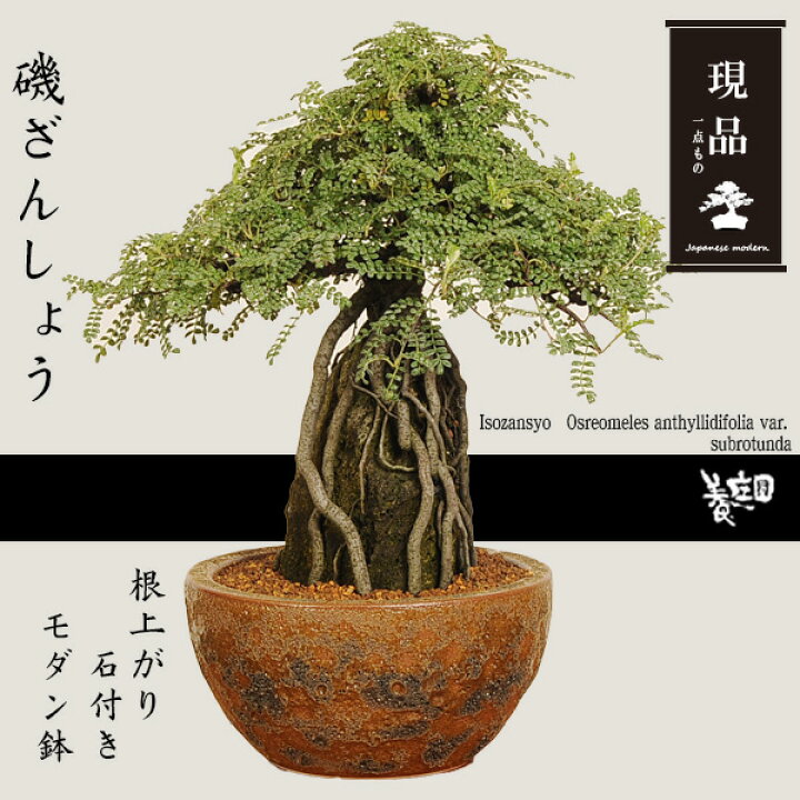 楽天市場】盆栽：磯山椒(いそざんしょう) 根上がり 石付き（モダン鉢 