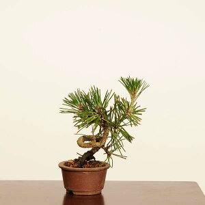 ~́FO͍*i _@܂@N}c@Kuromatsu bonsai ~j~