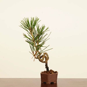 ~́FO͍*i _ ܂@N}c@Kuromatsu bonsai ~j~