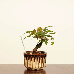 ~́F@*i _ Ł@JGf@Kaede bonsai Acer ~j~