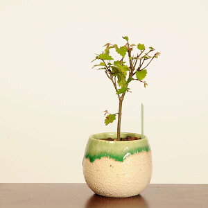 ~́FO(₫)*i _ PL Zelkova serrata@Keyaki bonsai ~j~