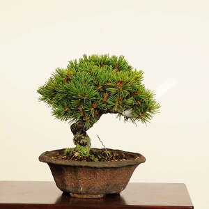 I ~́Fܗt()*i _ 悤܂@SE}c@Goyoumatsu bonsai i~