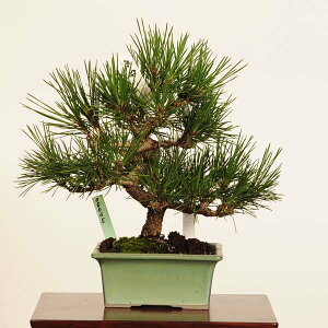 ~ FO͍*i _ ܂@N}c@Kuromatsu bonsai i~