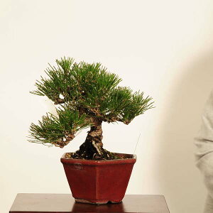~ FO͍*i _ ܂@N}c@Kuromatsu bonsai i~