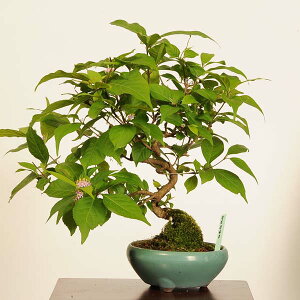 ~́F(ނ炳)*i _ TLVLu@murasakishikibu Callicarpa japonicai~