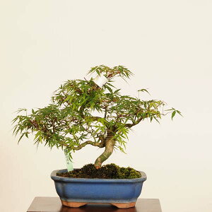 ~ IFǐgt*i _ ݂@iKK~W@Momiji bonsai i~