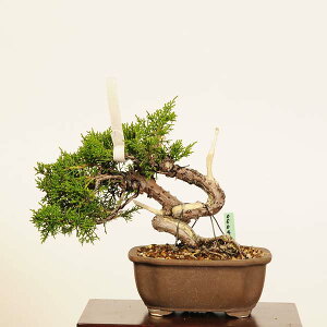 I ~́F^*i _ ς@VpN Sabina chinesis@Shinpaku bonsai i~