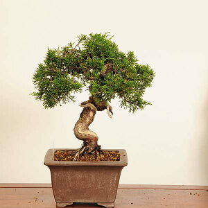 ~́F^* i _ ς@VpN Sabina chinesis@Shinpaku bonsai i~