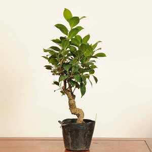 ~͑fޕcF܂*i _ KW}@Ficus microcarpa@gajyumaru bonsai i~
