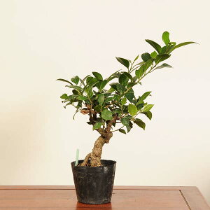 盆栽素材苗:がじゅまる*現品 一点物 ガジュマル Ficus microcarpa gajyumaru bonsai 小品盆栽