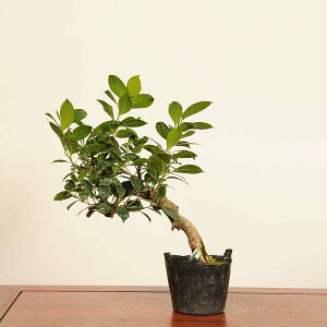 ~͑fޕcF܂*i _ KW}@Ficus microcarpa@gajyumaru bonsai i~