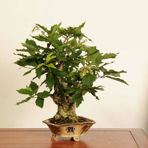 ~́FiȂERij*i _ Quercus serrata@konara bonsai i~