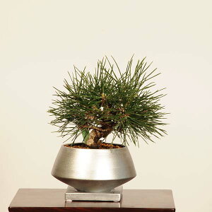 _~ FO͍@󂯎Mt*_@jOV[Y@i ܂@N}c@Kuromatsu bonsai i~