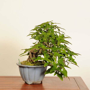 I ~́Fn̗鑐(E}mXYNT)*i _@Aristolochia debilis bonsai i~