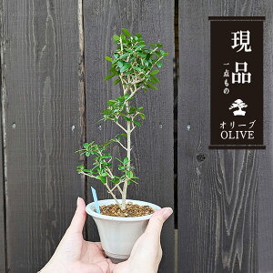 _~́FI[u̖*i۔\Y픫ji _ olive ~j~