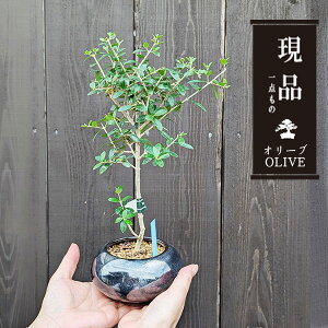 _~́FI[u̖*iVڐF_ۓ픫ji _ olive ~j~