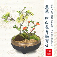【父の日ギフト プレゼント】【即日出荷可】小品盆栽：紅白長寿梅寄せ植え（黒イブシ金彩信楽焼鉢）*bonsai